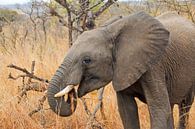 Eléphant Afrique du Sud par Paul Franke Aperçu