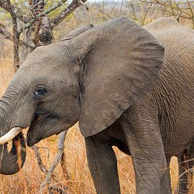 Elefant Südafrika von Paul Franke