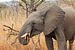 Eléphant Afrique du Sud sur Paul Franke