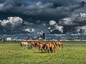 Zicht op Leeuwarden met paarden op de voorgrond par Harrie Muis Aperçu