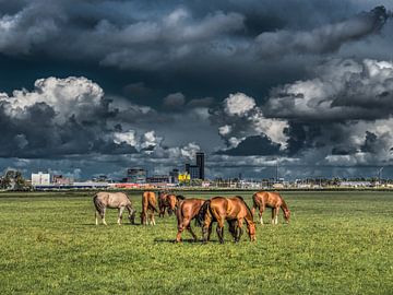 Zicht op Leeuwarden met paarden op de voorgrond von Harrie Muis
