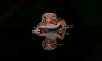 Gecko