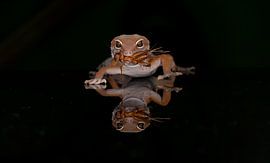 Gecko von Ema Erkens