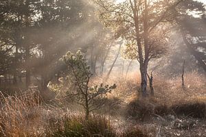 Morgensonne scheint im Herbstmoor
