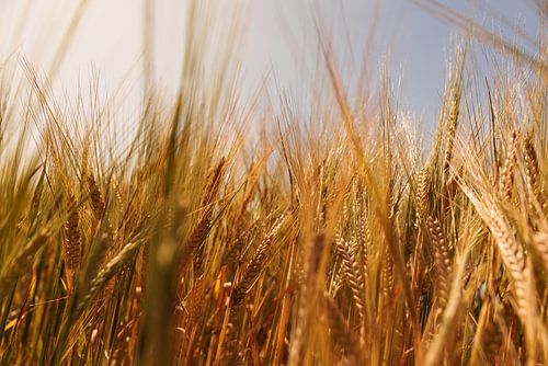 Granen in het avondlicht van Percy's fotografie