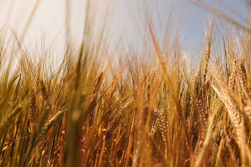 Cereals in the evening light by Percy's fotografie