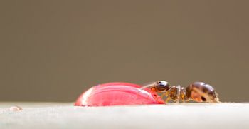 Ant