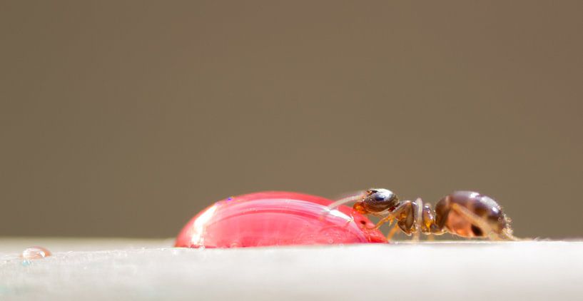 Ant van John Wieringa