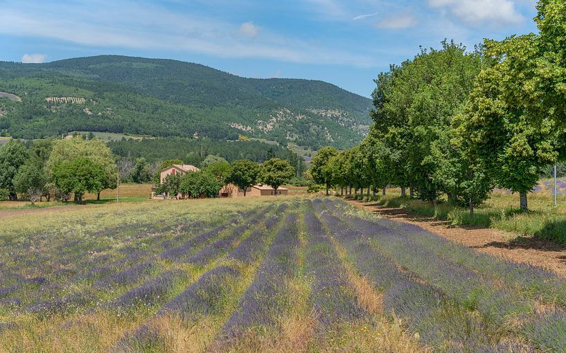 Lavendelfeld in der Nähe des Mont Ventoux von Achim Prill