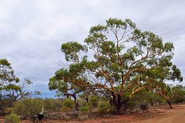 Der goldene Baum von Frank's Awesome Travels