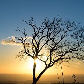 Zonsondergang met boom van Iris Hagemans
