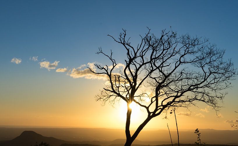 Sonnenuntergang mit Baum von Iris Hagemans