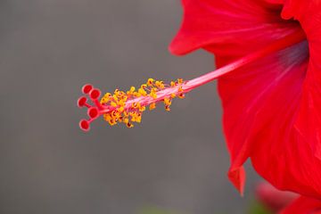 Hibiscus by RWNL Fotografie