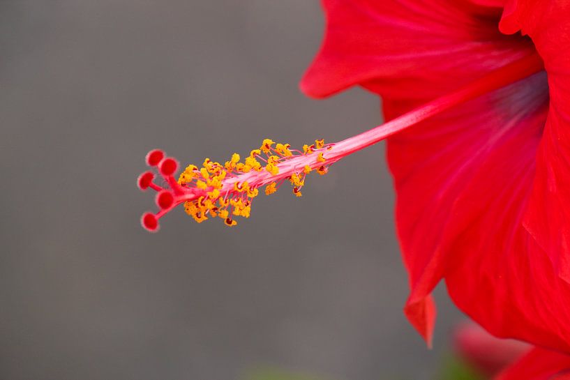 Hibiscus van RWNL Fotografie