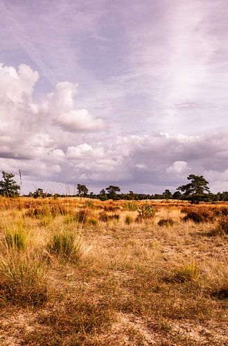 Heath View Cloudy Sky 9 - Loonse en Drunense Duinen
