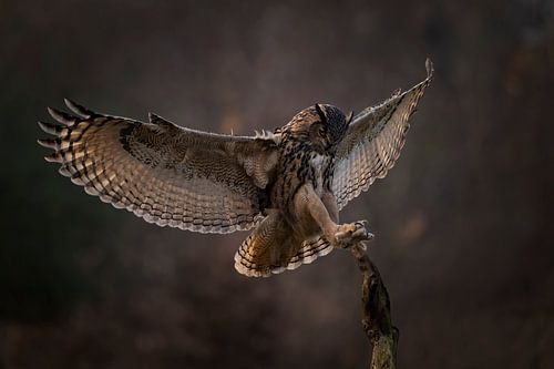 Landing eagle owl