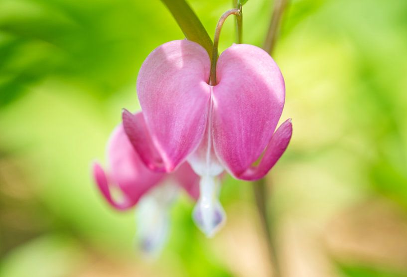Asian Bleeding Heart Flower by Iris Holzer Richardson