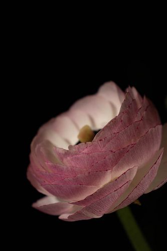 roze met witte ranonkel.