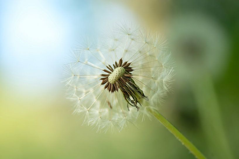 Close-up of the seed fluff of a dandelion (fluff ball) by Birgitte Bergman