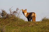 Fuchs in den Dünen