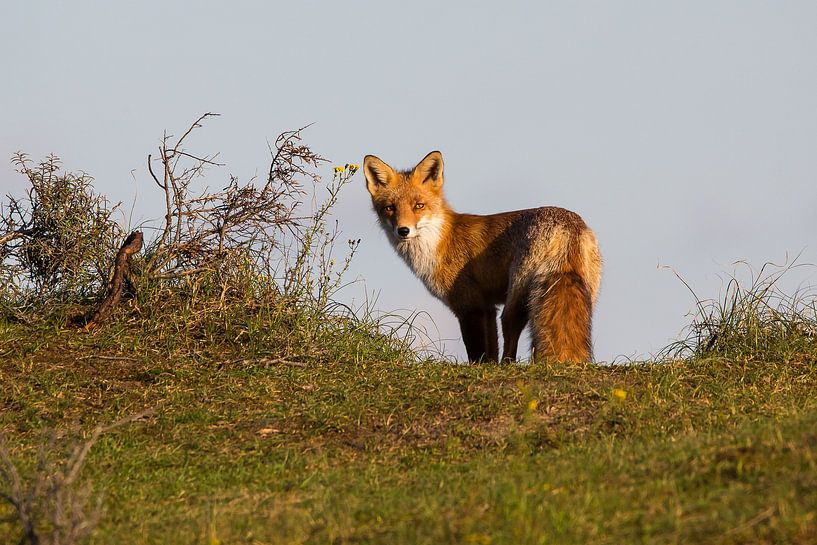 fox in the dunes by David van 't Hof