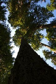 Hoh Rainforest, Olympic National Park by Jeroen van Deel