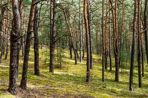 Dennenbos in de hoger gelegen Lausitzheide