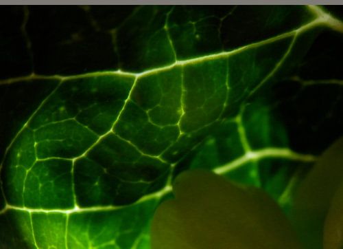 In een groen knollenland