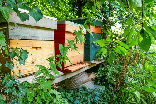 Utrecht - Beehive seen through plants