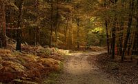 Schönes Licht im Speulder Wald von John Leeninga Miniaturansicht
