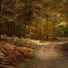 Beautiful light in the Speulder forest by John Leeninga