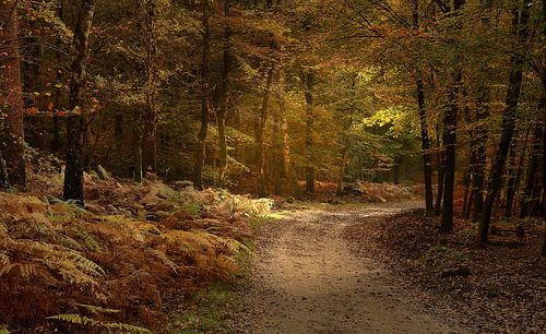 Schönes Licht im Speulder Wald von John Leeninga