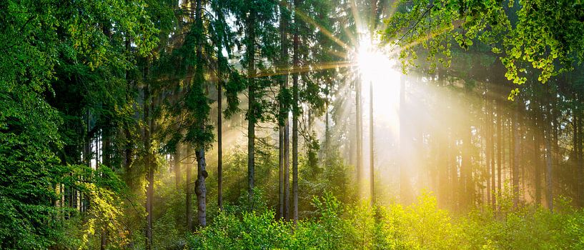 Sonnenaufgang im nebligen Wald van Günter Albers