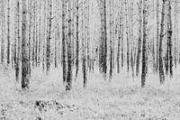 Trees on the Veluwe