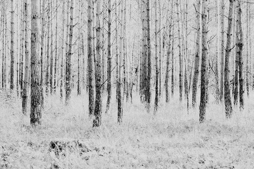 Trees on the Veluwe by tovano.pictures