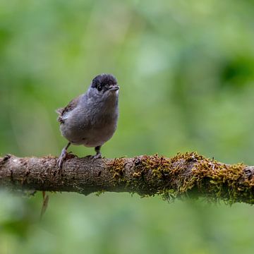 Blackhead by Yvonne van Leeuwen