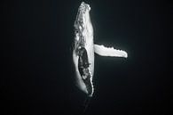 Onderweg naar het wateroppervlak; een baby walvis van Koen Hoekemeijer thumbnail