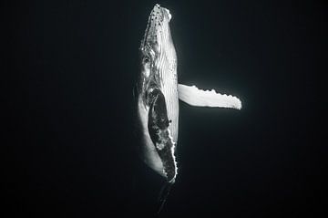 En route vers la surface de l'eau, un bébé baleine sur Koen Hoekemeijer