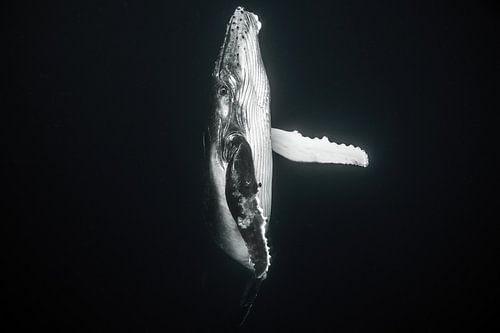En route vers la surface de l'eau, un bébé baleine
