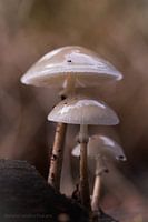 Klein, kleiner, kleinst