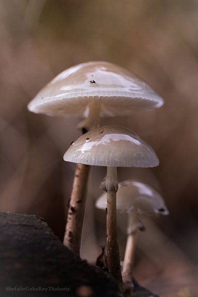 Klein, kleiner, kleinst par Shefalie Guha Roy Thakurta