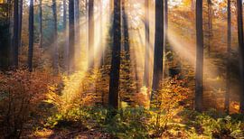 Herfstbos met kleuren
