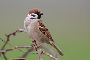 Feldsperling ( Passer montanus ) sitzt auf trockenen Brombeerranken vor makellosem Hintergrund