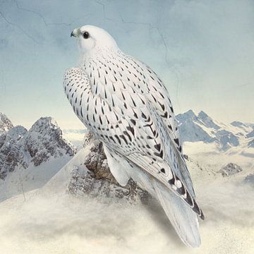 Greenland Falcon by Marja van den Hurk