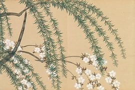 Weide und Kirsche (Yanagizakura), Kamisaka Sekka