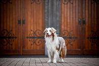 Portrait d'un chien de berger australien par Lotte van Alderen Aperçu