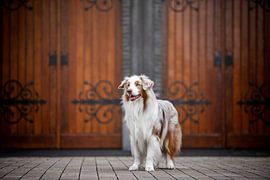 Portrait d'un chien de berger australien sur Lotte van Alderen
