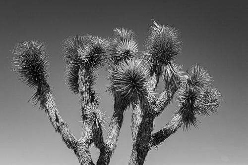 Parc national de Joshua Tree en Californie en noir et blanc