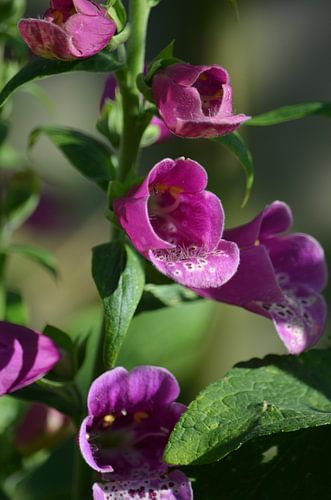 Digitalis Purpurea