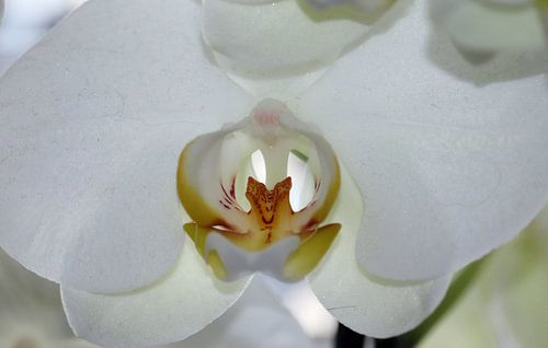 Orchidee